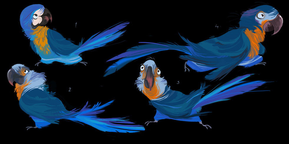 drawings of four Spix' macaw birds from different angles