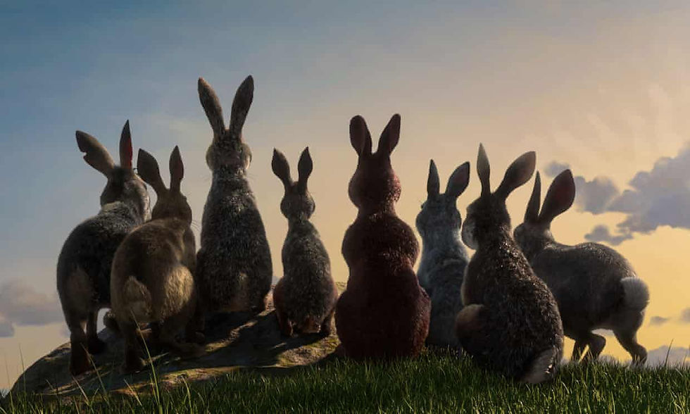 group of rabbits facing away looking at a sunset